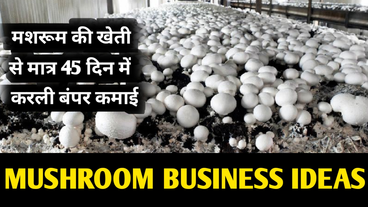 Mushroom Business Ideas: मशरूम की खेती से मात्र 45 दिन में करली बंपर कमाई